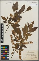 Foto von Salix pentandra L.